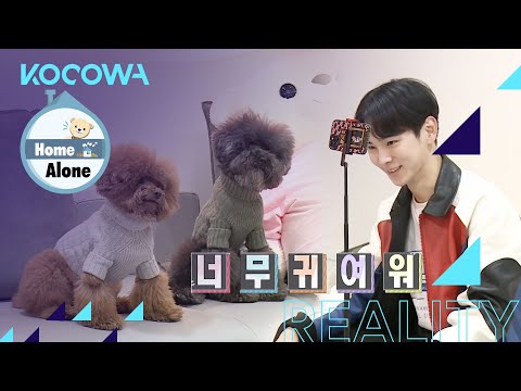 What kind of a dog loves wearing clothes so much? [Home Alone Ep 388]