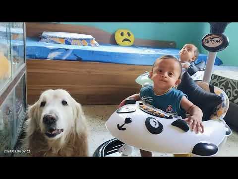 Twins _ Srinish-Srinika _ Our Golden Retriever "Caesar" is so protective