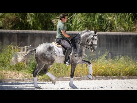 Horse for Sale |  PSG-Ready Lusitano Gelding with Grand Prix Potential (REF#1021)
