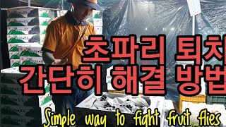초파리 간단히 없애는 방법. 주당은 보지마세욧 Simple way to fight fruit flies