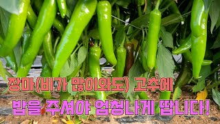 장마기간에도 비료를 잘 줘야 합니다, 고추농사 잘 짓는 법!!