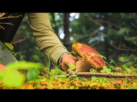 Crnom Gorom: Vrganj, Branje Pečuraka  - Forest Mushroom Porcini Picking (Boletus Edulis) HD
