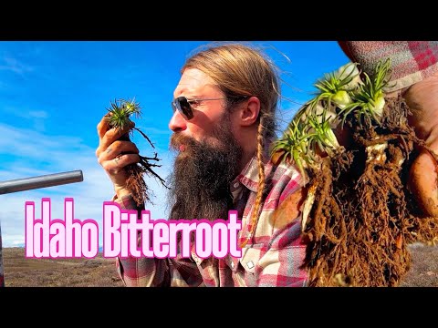 How to Ethically Harvest Bitterroot 