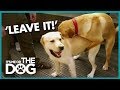 How To Stop Your Dog Humping It S Me Or The Dog