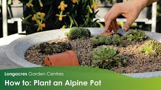 How To: Create an Alpine Planter with Longacres Garden Centre