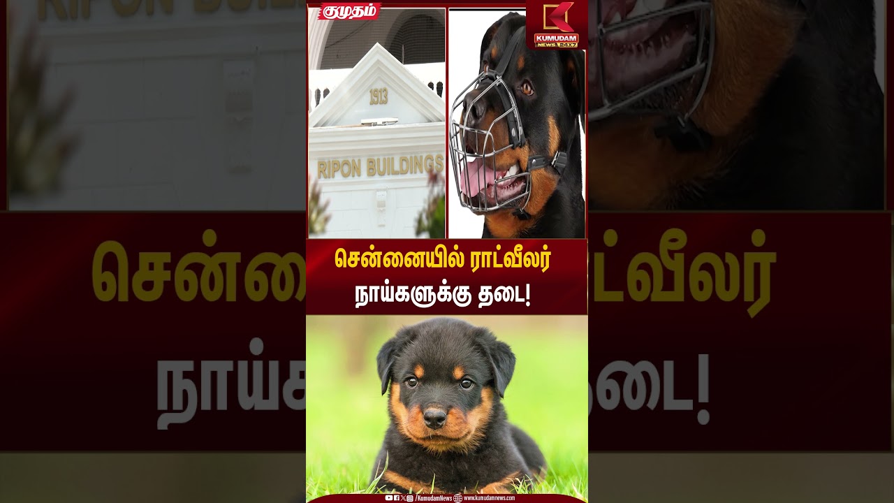 Rottweiler ban |  சென்னையில் ராட்வீலர் நாய்களுக்கு தடை! | Kumudam News
