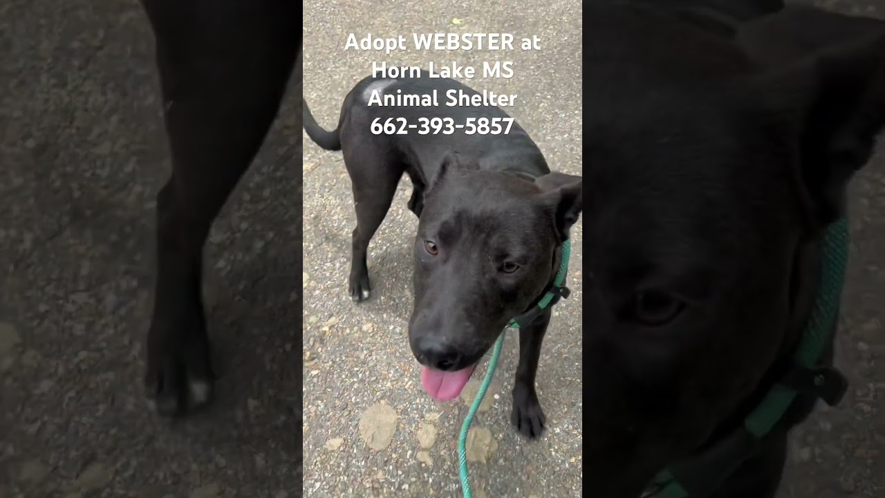 Webster, a Adoptable mixed breed in Horn Lake, MS video 6/6