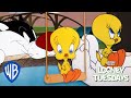Looney Tuesdays | 15 Times Tweety Almost Got Caught By Sylvester | Looney Tunes | @WB Kids - WB Kids Looney Tuesdays | 15 Times Tweety Almost Got Caught By Sylvester | Looney Tunes | @WB Kids