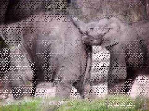 Blijdorp 1 olifanten 09