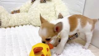 チワワ（スムース）の動画02