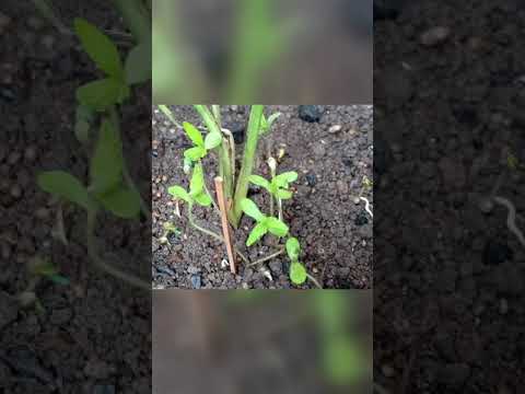 sativa autoflower 1 month grow