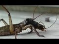 Cat vs Weta - New Zealand Dec 2012 