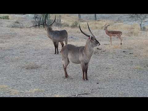Djuma: Waterbuck bulls - 17:07 - 07/30/19