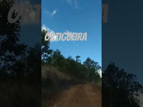 ORTIGUEIRA PARANÁ.