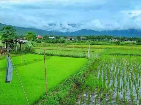 ลมความคิดถึง  ไชโย ธนาวัตน์ by kung