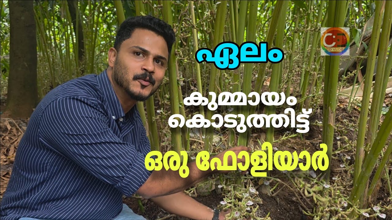 ഏലം I കുമമായ പ്രയോഗം കഴിഞ്ഞ് I ഒരു ഫോളിയാർ കൊടുക്കാം I ചെടിക്ക് കരുത്ത് ആകും I 2 വത്യസ്തമാർഗ്ഗങ്ങൾ | Cardamom I After applying Kumaya I can give a foliar I will strengthen the plant I 2 different ways