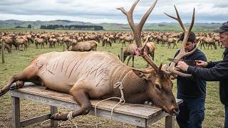 5,31 Milhões De Cervos São Abatidos Para Carne E Veludo — Veja Como Todo O Processo Acontece