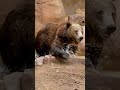 Rizz Ly Bear Really Said Watch And Learn ️‍