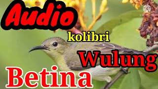 Download lagu SUARA PANCINGAN KOLIBRI WULUNG BETINA mp3 Download lagu SUARA PANCINGAN KOLIBRI WULUNG BETINA mp3