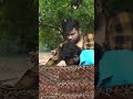 கிடா வெட்டு சம்பவங்கள் Kidaa Vetu Parithapangal Parithabanga
