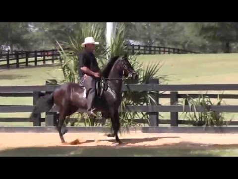Artistocracia IA - Black Paso Fino Mare for sale