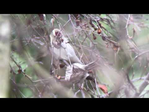 Coues's Arctic Redpoll Wells 26th January 2019