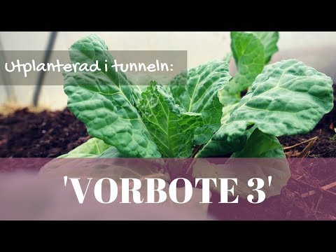 Savoy cabbage in polytunnel - March 2018