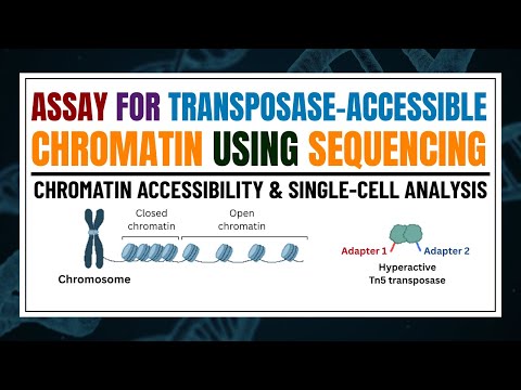 ATAC-Seq: A Comprehensive Guide to Chromatin Accessibility & Single-Cell Analysis