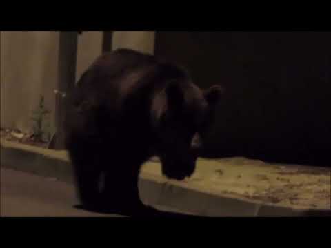 Ursii din Predeal/ Bears at Predeal resort. in the night- Iulie 2022