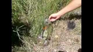 Monarch Butterfly Released