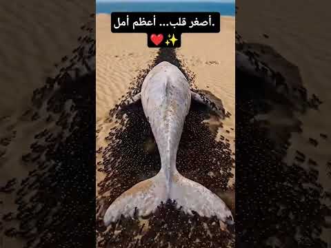 الأمل لا يعرف حجمًا. 🐜✨