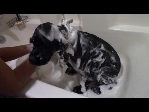 The best "skunk sprayed the dog" remedy EVER!!