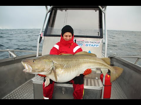 The biggest cod population in the world - A Camp Halibut Fishing film -Torskfiske på Sørøya ENG SUBS