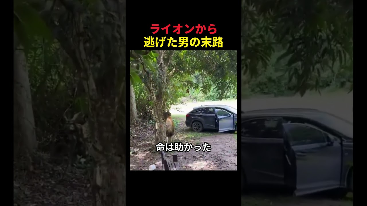 ライオンから逃げ切った男の末路🤫暴露します🔥