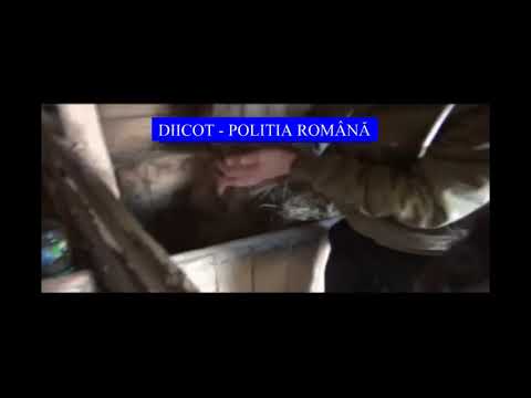 Trafic de droguri Beclean. Imagini: Poliția Română