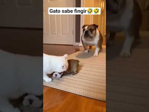 gato bate em filhote de cachorro ve o pai dele finge que está beijando 🤣#pets #gatos #petsfofinhos