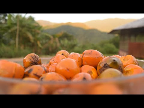 Chonta Tree Showcase!