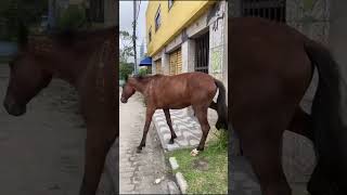 salvando o cavalo
