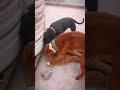 Jatt Life Shorts Dog Vlogger Pitbull Lover