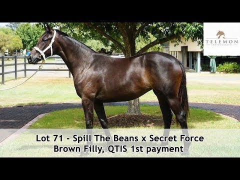 Magic Millions 2019 GC March - Lot 71 - Spill The Beans x Secret Force