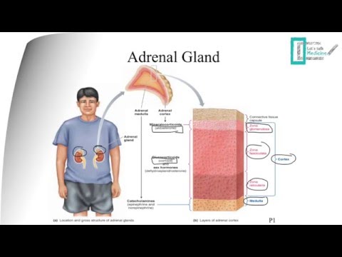 Adrenal Physiology