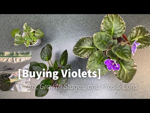 African Violet Buying Guide: Forms, Growth Stages, and Pros & Cons