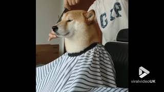 animales El perro del barbero