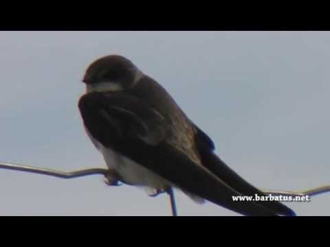 Golondrina común ( Hirundo rustica ) Swallow