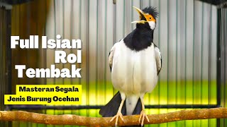 Download lagu Jalak Suren Gacor Full Isian Gaya Roll Tembak Ini Bagus Untuk Masteran Murai Batu, Cucak Ijo & Kacer mp3 Download lagu Jalak Suren Gacor Full Isian Gaya Roll Tembak Ini Bagus Untuk Masteran Murai Batu, Cucak Ijo & Kacer mp3