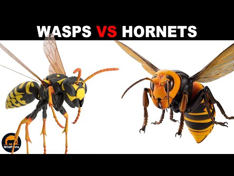 What is the Difference Between Wasps and Hornets?