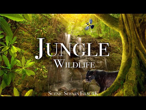 Jungle Wildlife In 4K - Animals That Call The Jungle Home | Rainforest | Scenic Relaxation Film