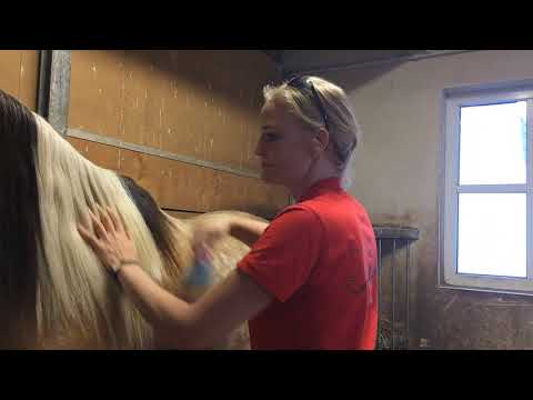 MUSTANG MAKEOVER 2018 Team Yvonne (TAG 4227) - Update 2