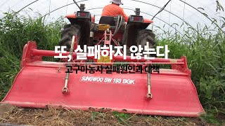 폭망 고구마농사,  또 실패는 없다. 고구마재배 실패 이유과  성공방법