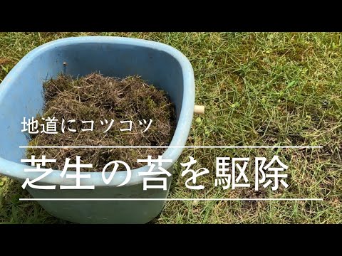 芝生からコケを取り除いたほうがいいでしょうか？その理由と方法: どのような治療法ですか?  庭園